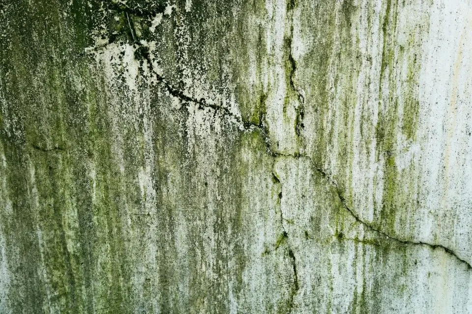 Our Story: Dedicated to Mold-Free Living in Erie, PA